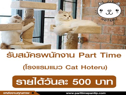 รับสมัครพนักงาน Part Time โรงแรมแมว Cat Hoteru