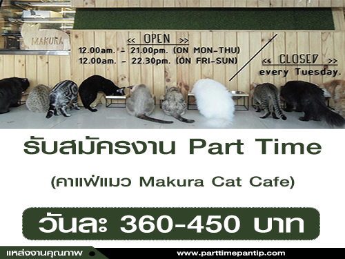 งาน Part Time ประจำร้านคาแฟ่แมว Makura Cat Cafe