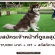 รับสมัครเจ้าหน้าที่ดูแลสุนัข (Dog Care)