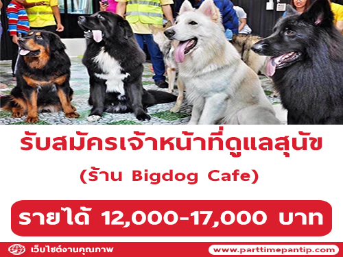 รับสมัครเจ้าหน้าที่ดูแลสุนัขร้าน Bigdog Cafe