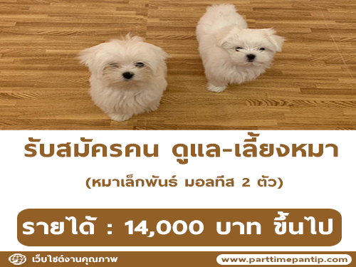 รับสมัครคน ดูแล-เลี้ยงหมา (รายได้ 14,000 บาท ขึ้นไป)