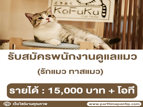 รับสมัครพนักงานดูแลแมว โรงแรมแมวโคฟูกุ