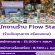 รับสมัครพนักงานประจำร้าน Flow State