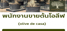 รับสมัครพนักงานขายต้นโอลีฟ