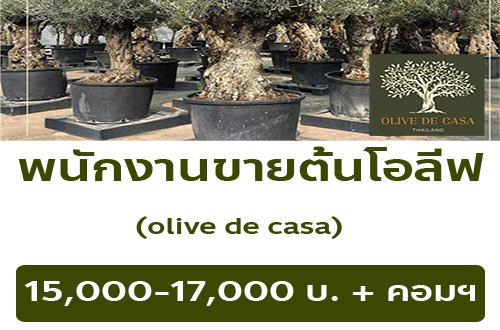 รับสมัครพนักงานขายต้นโอลีฟ